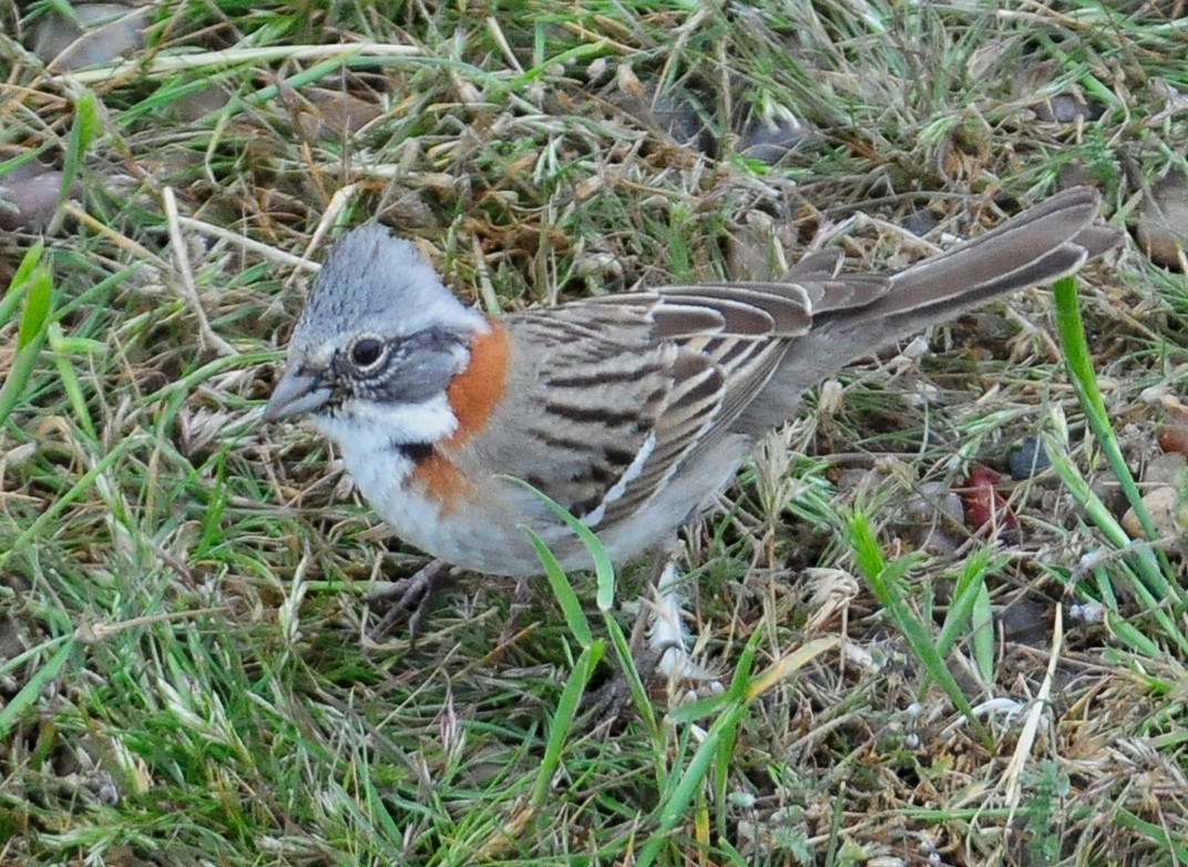 Rufous-collared Sparrow - ML34604991