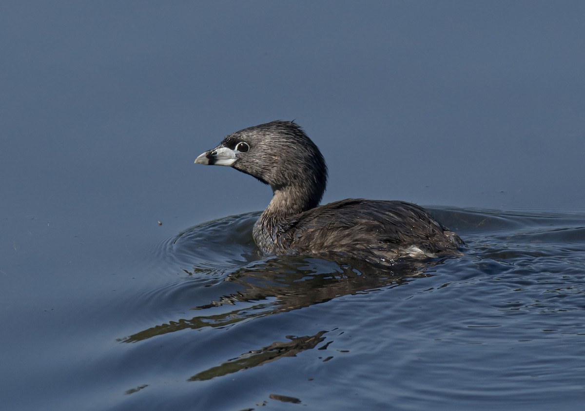 Pied-billed Grebe - Ronnie d'Entremont