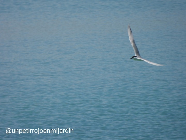 Gull-billed Tern - Marian  Ramos Moreno