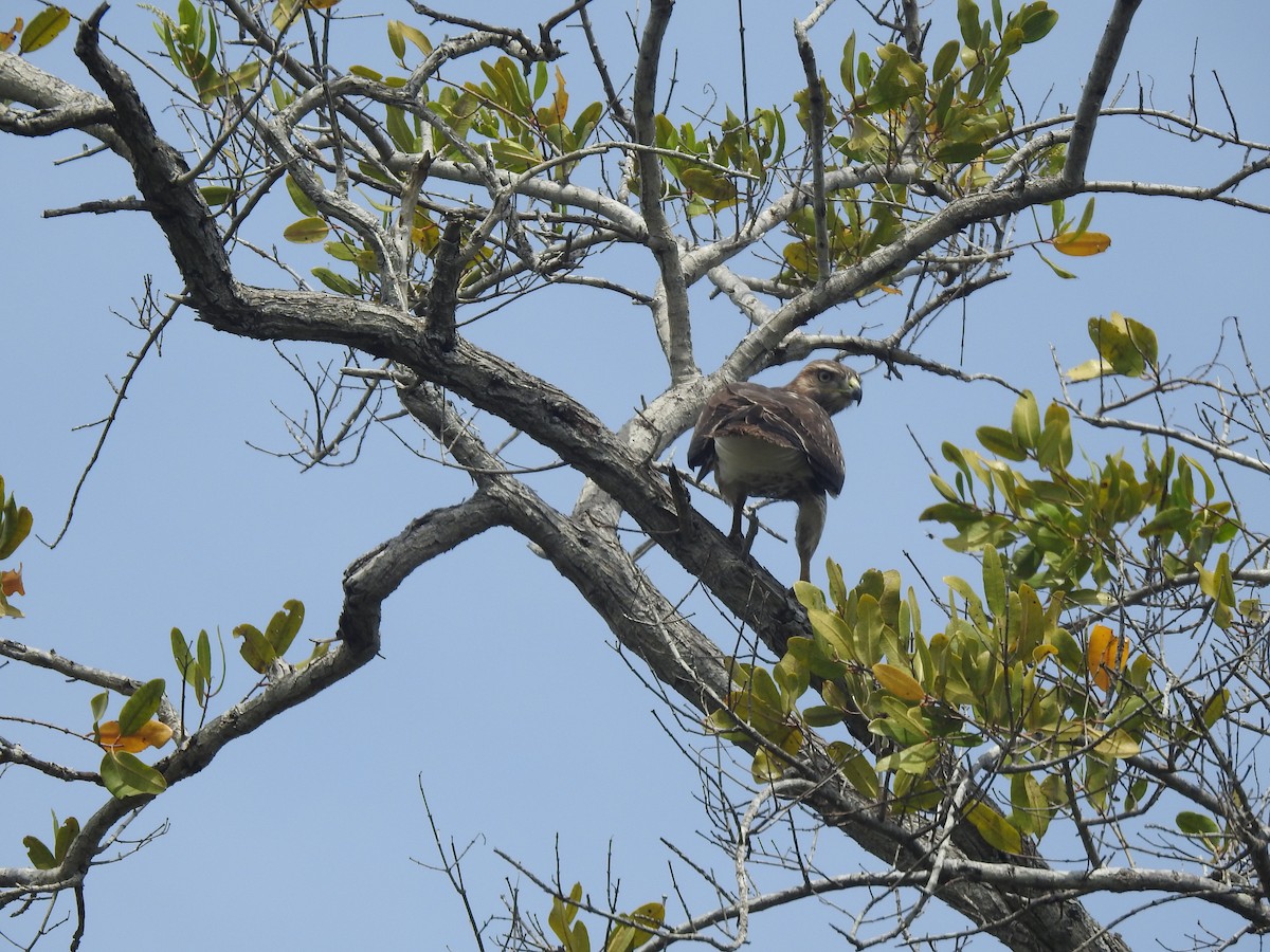 Red-tailed Hawk (jamaicensis) - ML346058721