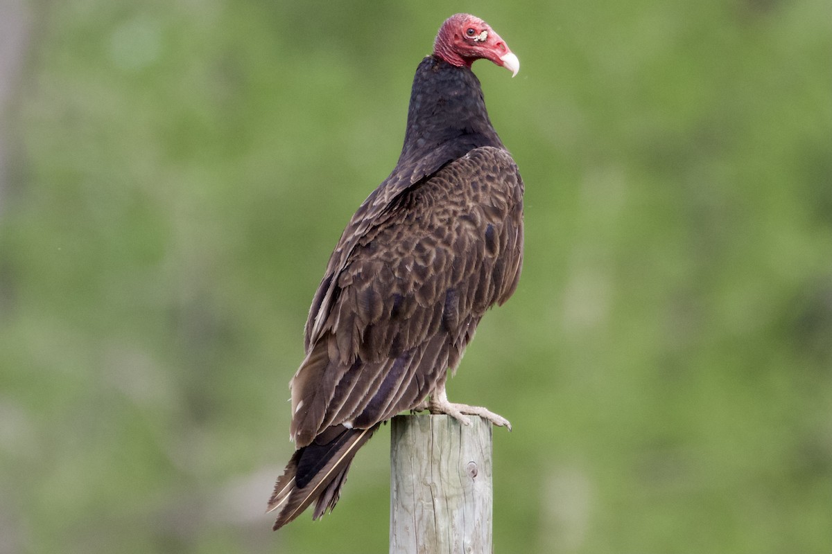 Turkey Vulture - ML346060141