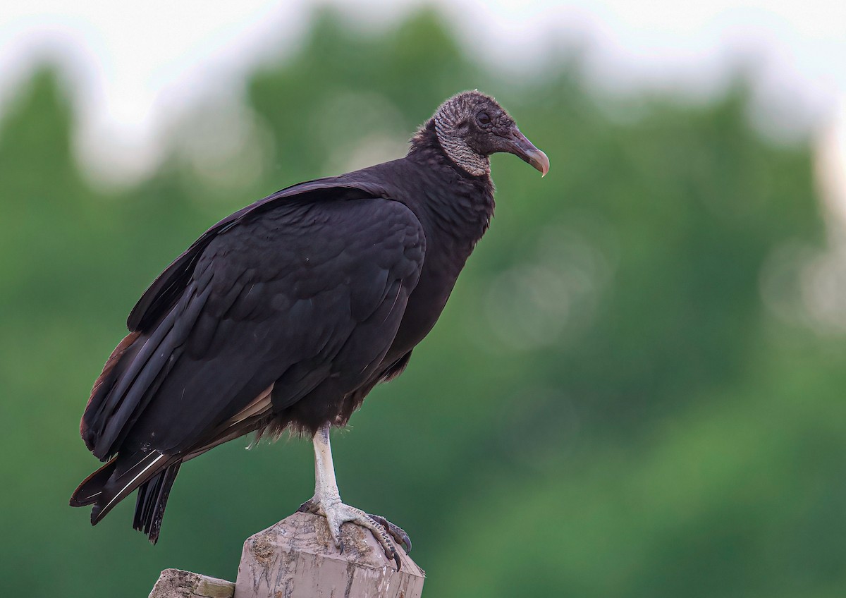 Black Vulture - ML346063361