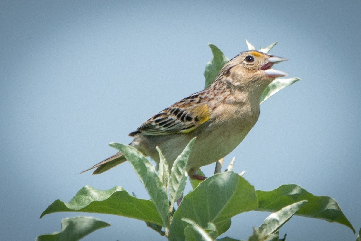 Grasshopper Sparrow - ML346066551