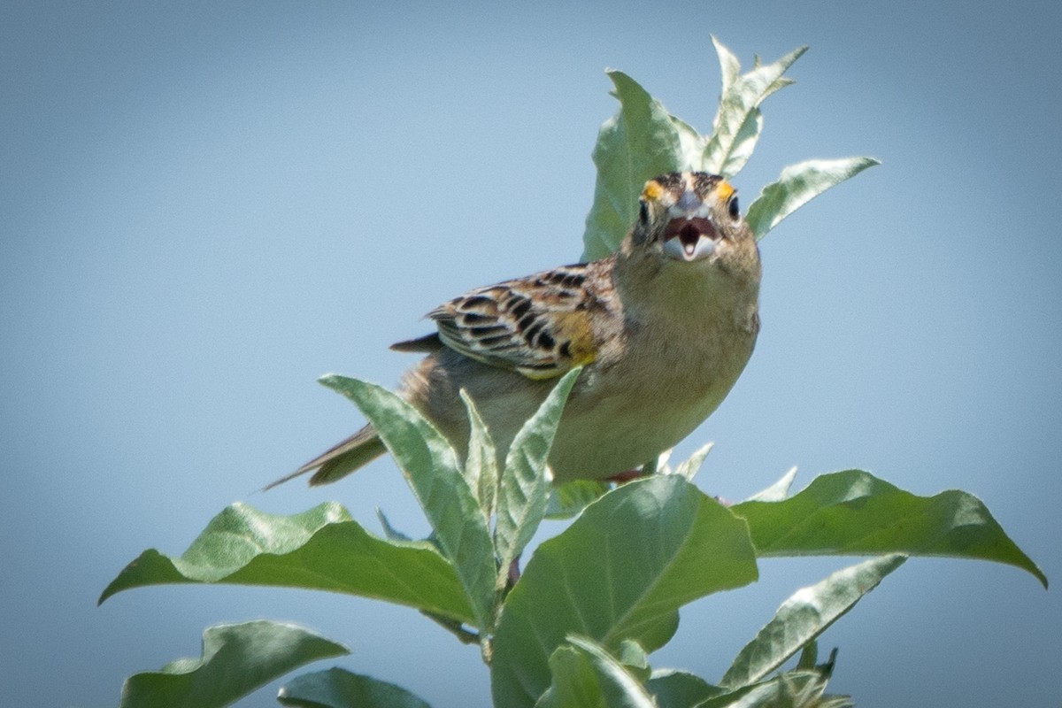 Grasshopper Sparrow - ML346066821