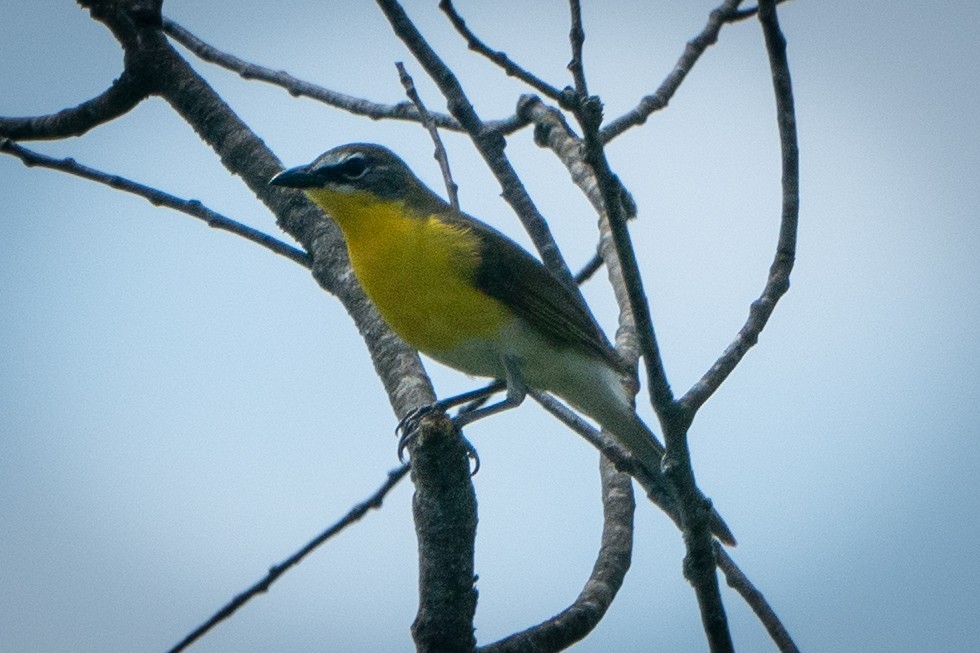 Yellow-breasted Chat - Ed McGee