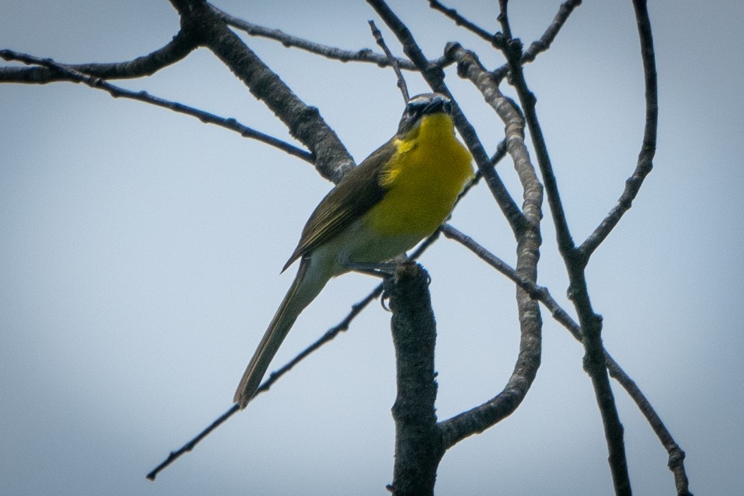Yellow-breasted Chat - ML346067651