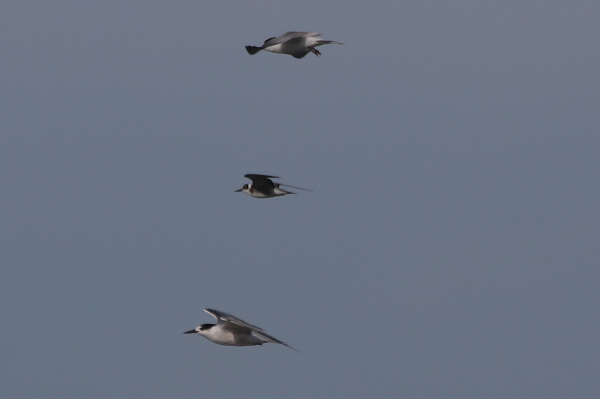 Black Tern - Peter Crosson