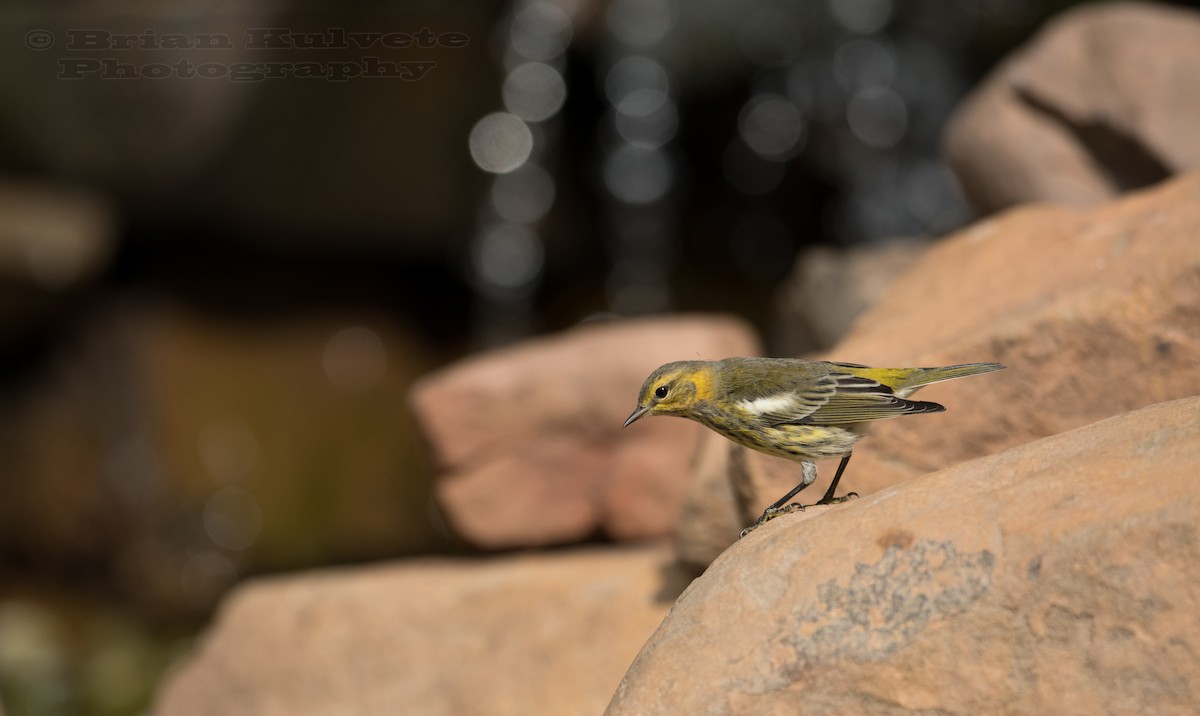 Cape May Warbler - ML34607271