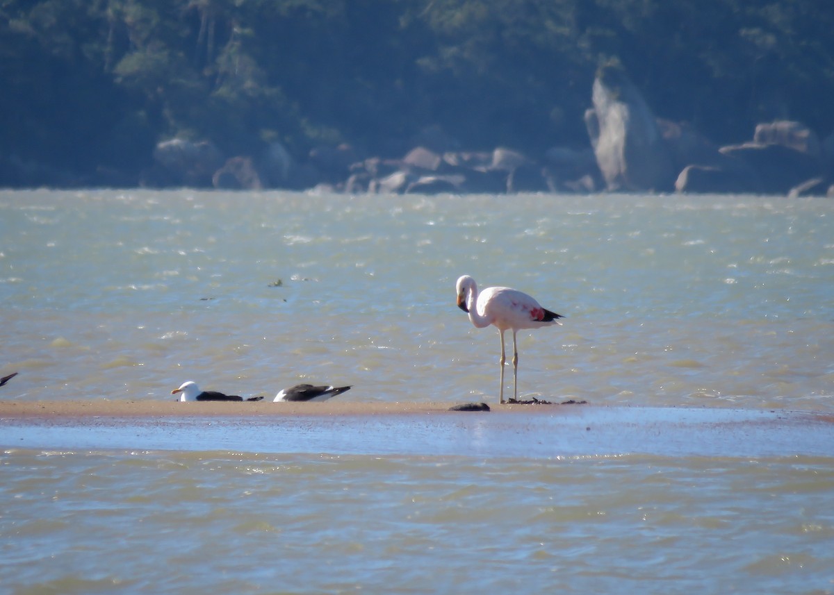 Andean Flamingo - ML346076121