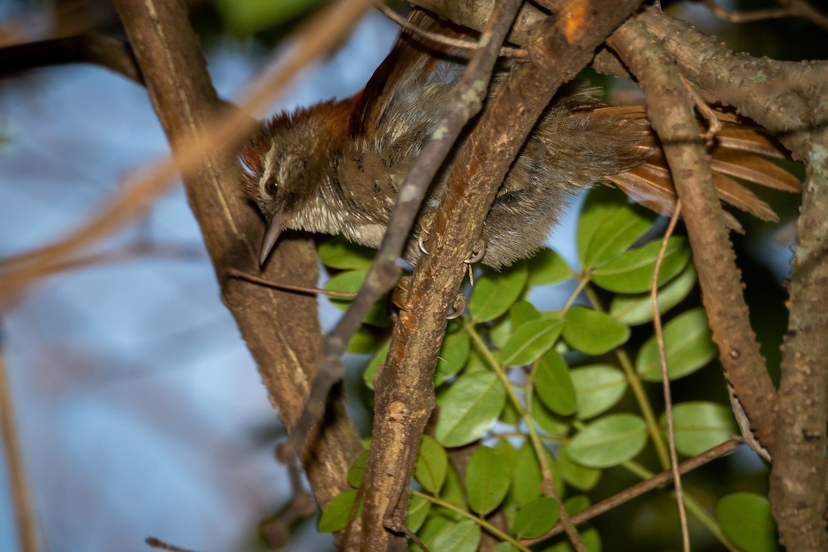 Rusty-backed Spinetail - Vitor Rolf Laubé