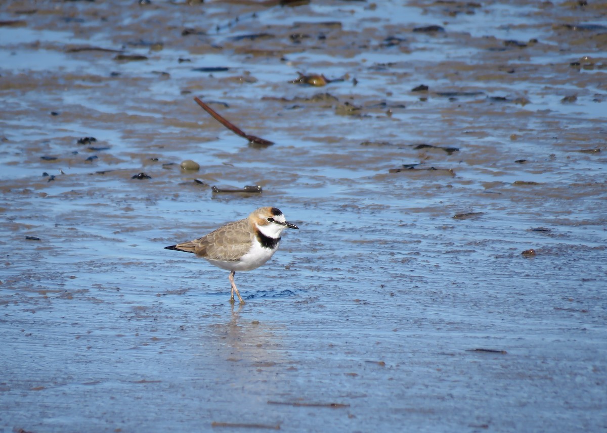 Collared Plover - ML346076151