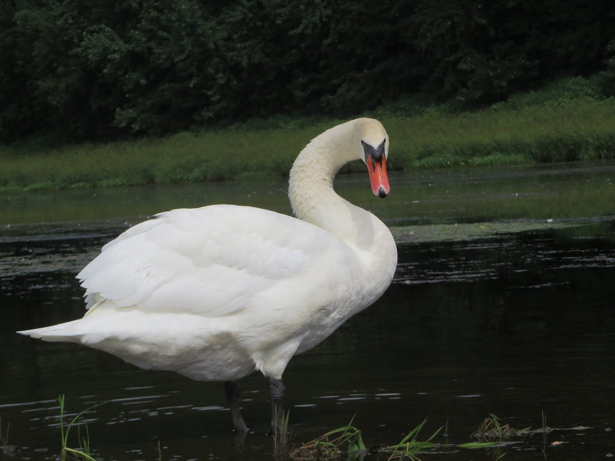 Mute Swan - David Pritchard