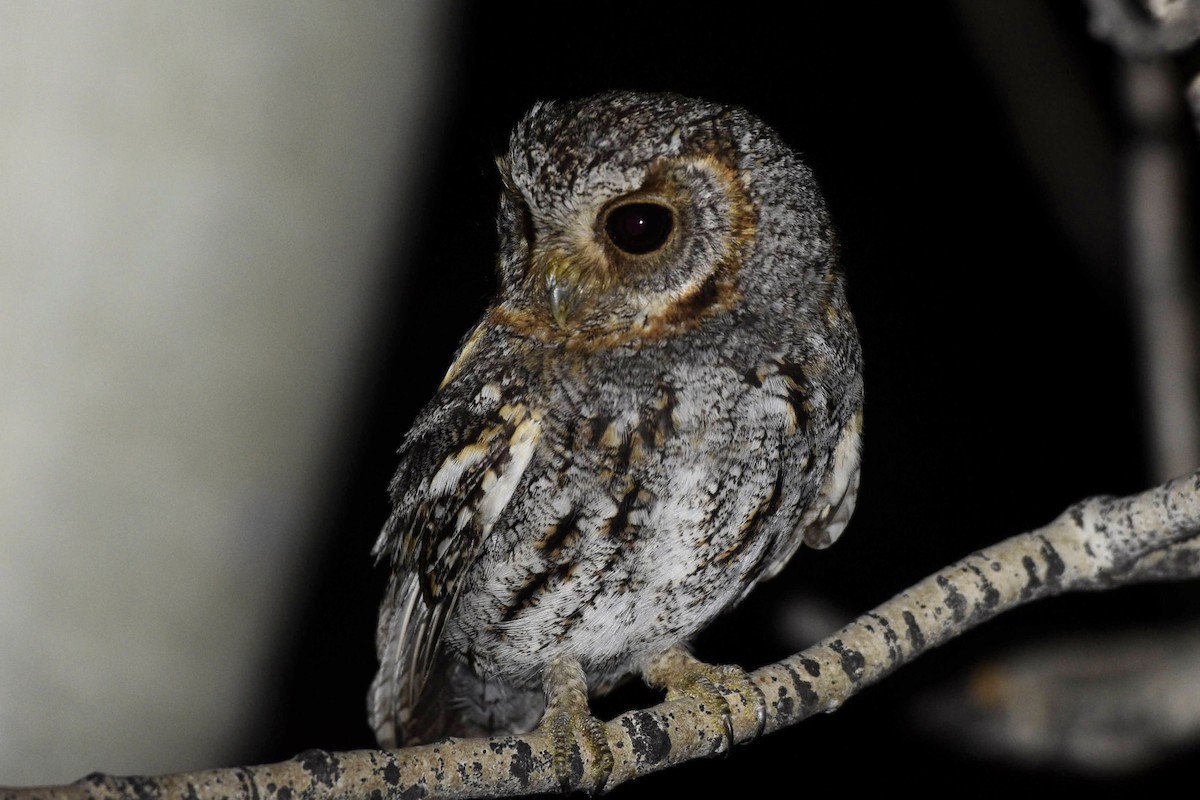 Flammulated Owl - David de Rivera Tønnessen