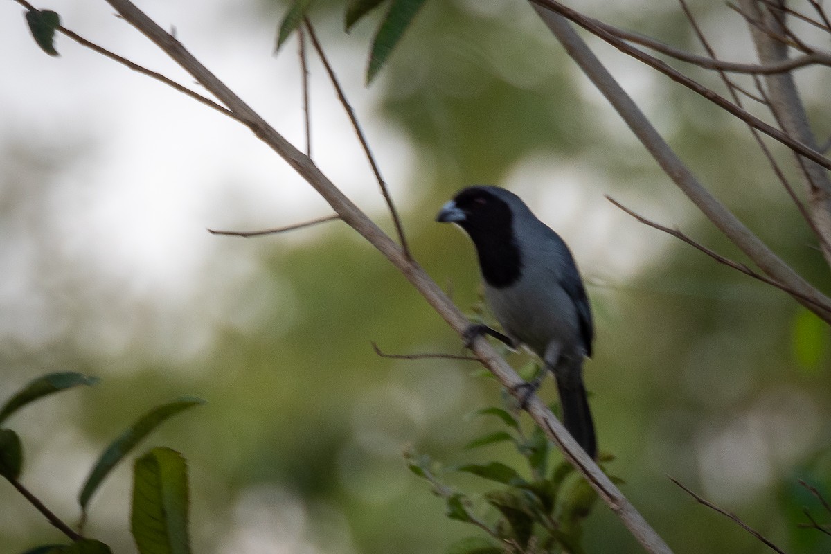 Black-faced Tanager - ML346081241