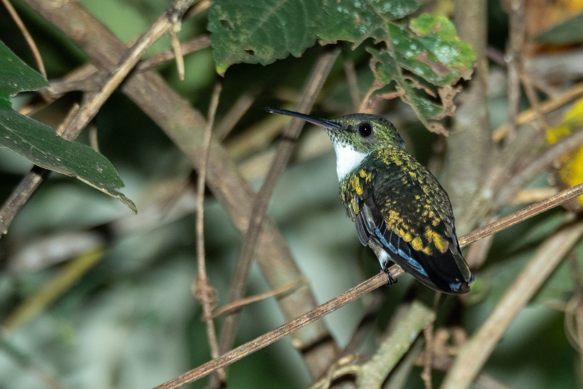 White-throated Hummingbird - Vitor Rolf Laubé