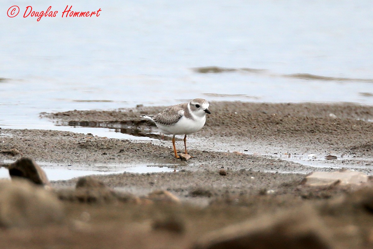 Piping Plover - ML34608571
