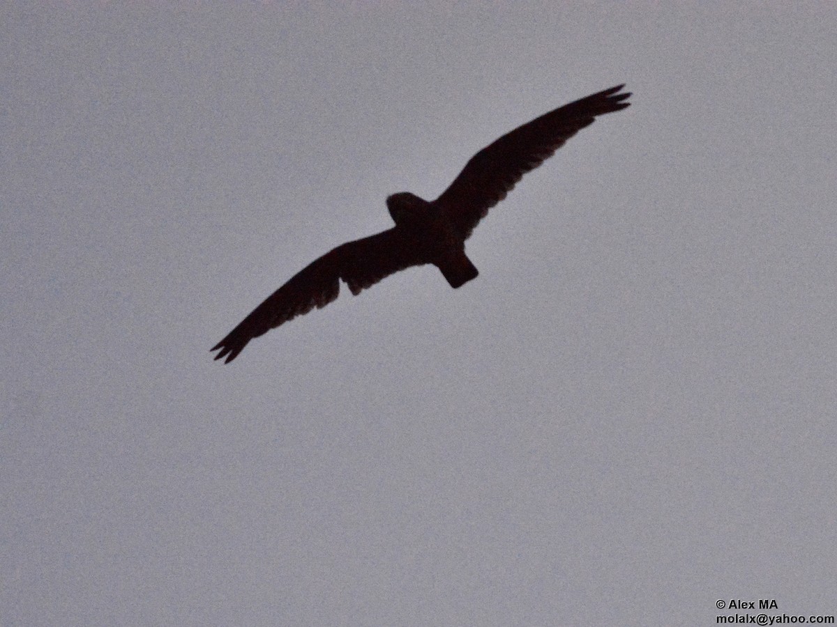 Short-tailed Nighthawk - ML346086581