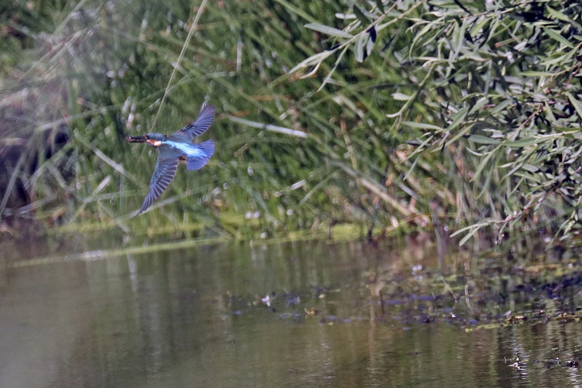 Common Kingfisher - ML346090311