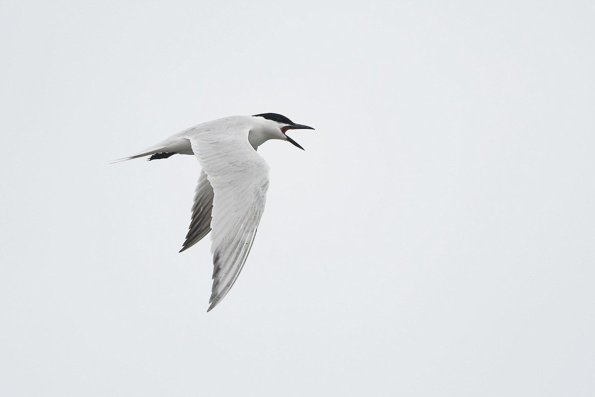 Gull-billed Tern - Matt Spangler