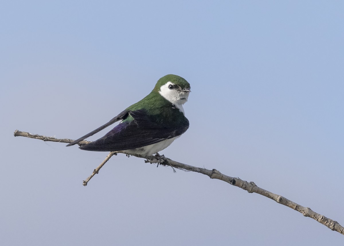 Violet-green Swallow - Bob Martinka