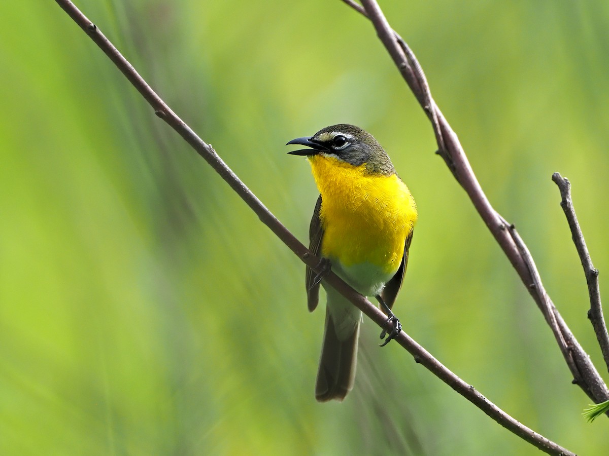 Yellow-breasted Chat - ML346094391