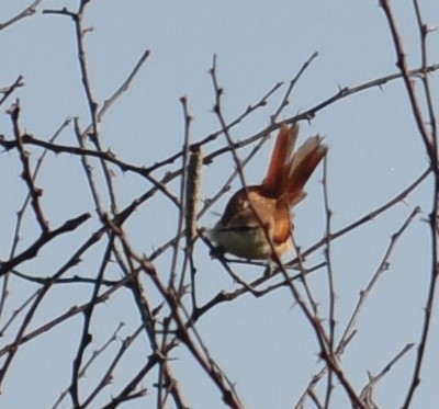 Yellow-chinned Spinetail - ML346101581