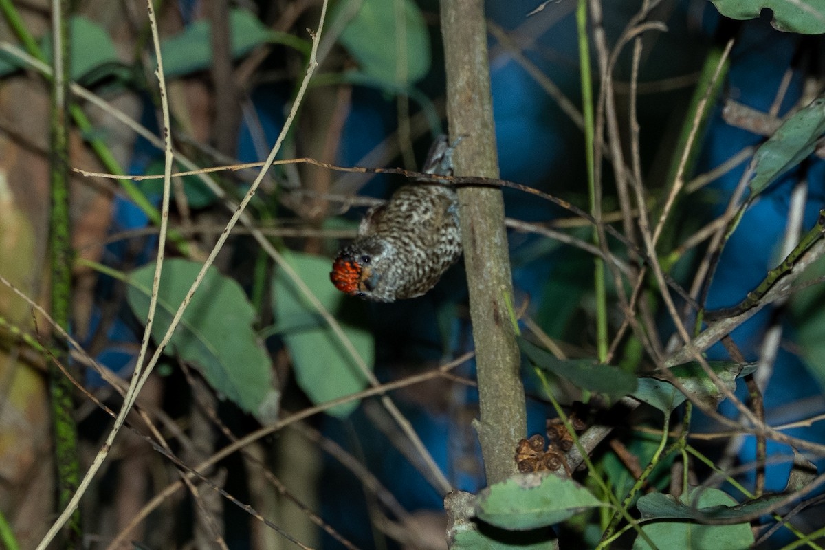 White-barred Piculet - ML346103551