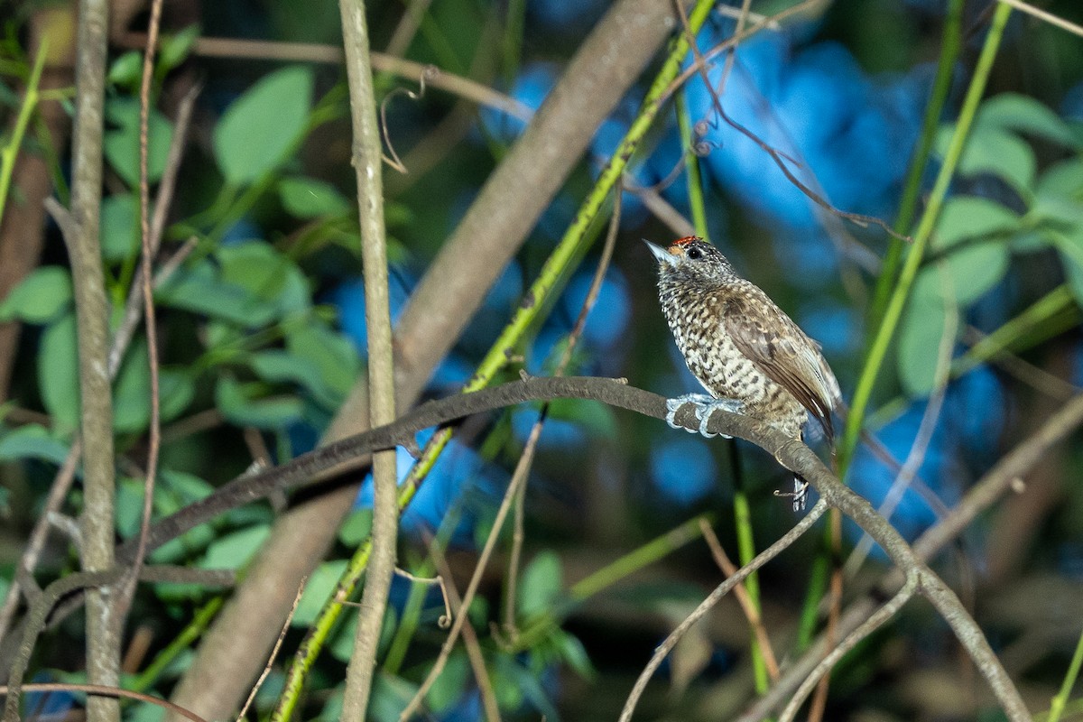 White-barred Piculet - ML346103571