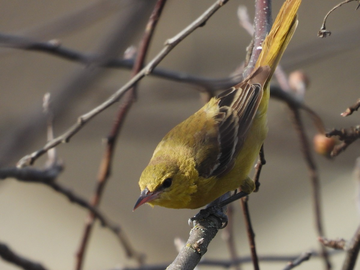 Orchard Oriole - ML346107301