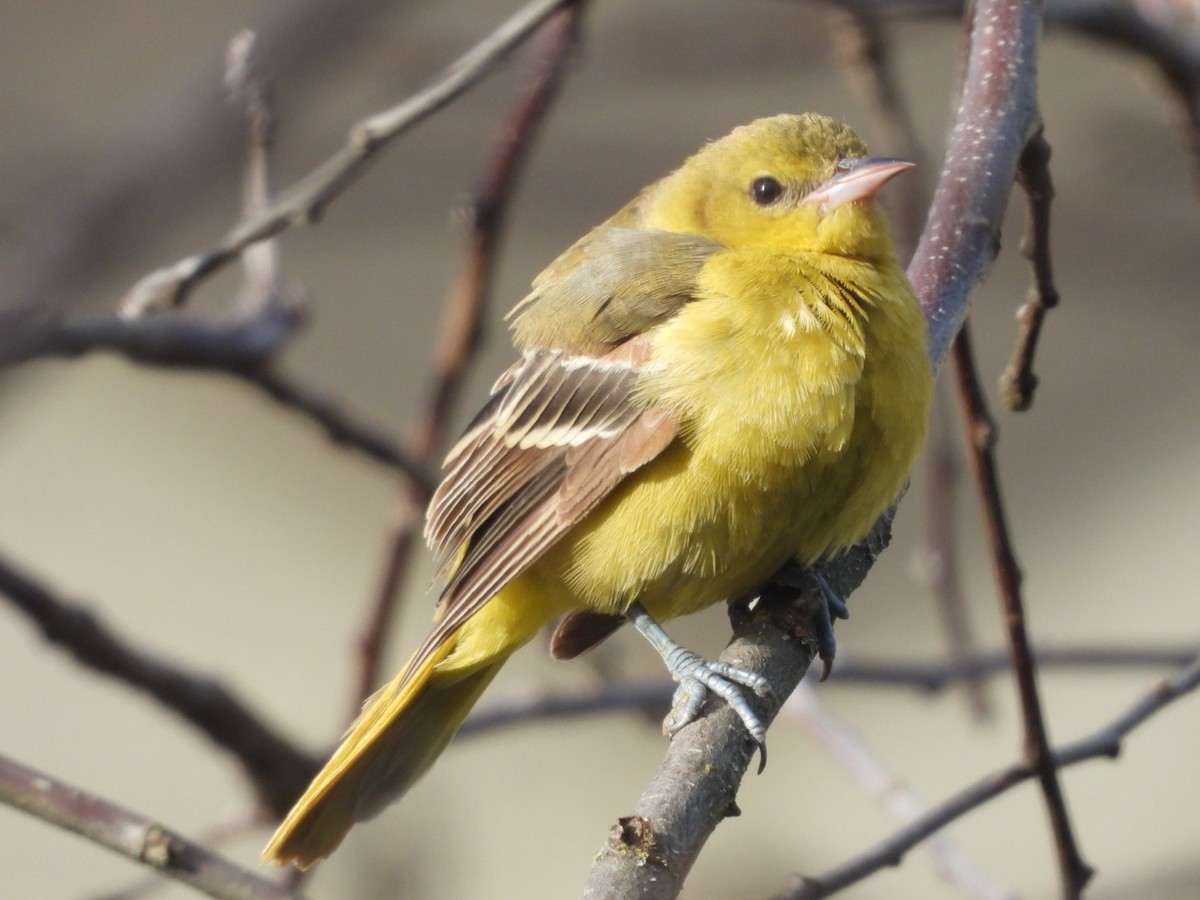 Orchard Oriole - ML346107311