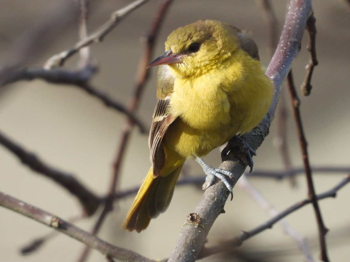 Orchard Oriole - ML346107341