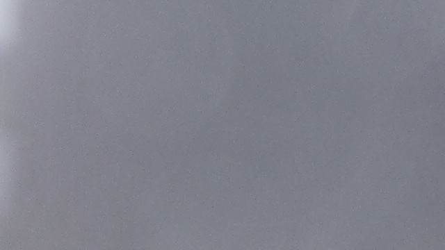 Snowy Plover - ML346113841