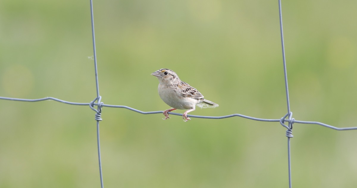 Grasshopper Sparrow - ML346114121