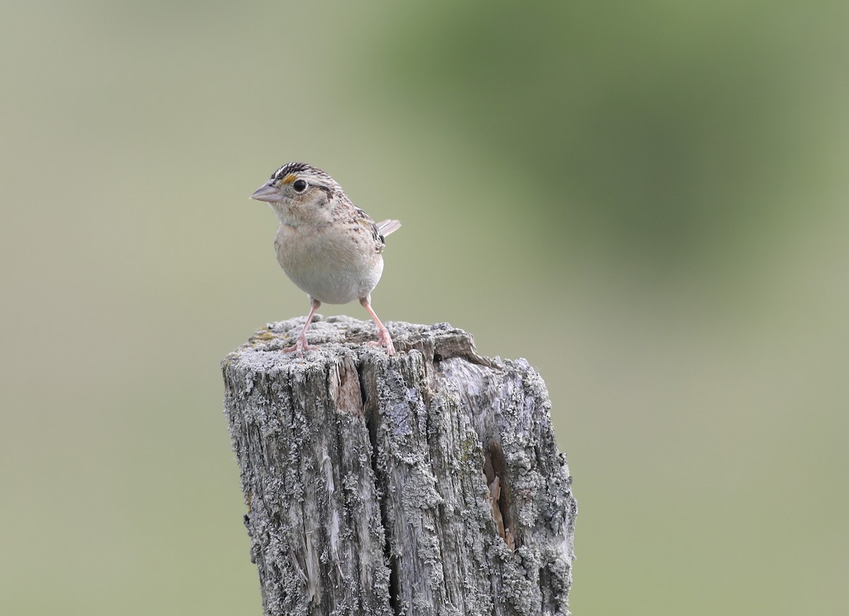 Grasshopper Sparrow - ML346114491