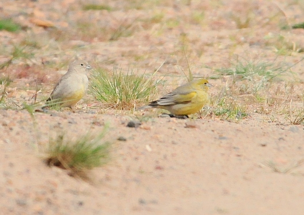 Patagonian Yellow-Finch - ML34611571