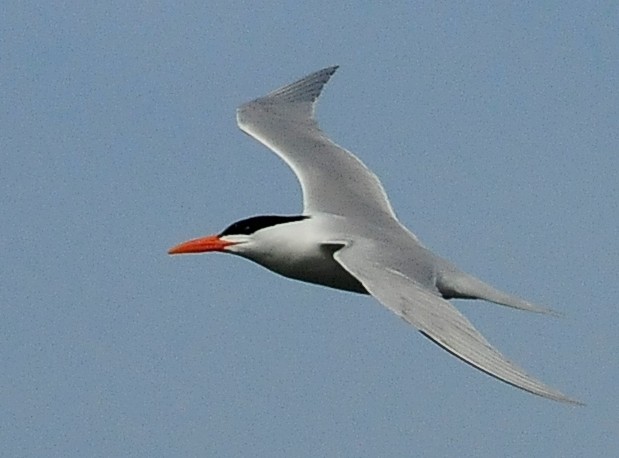 Royal Tern - Kurt Hennige