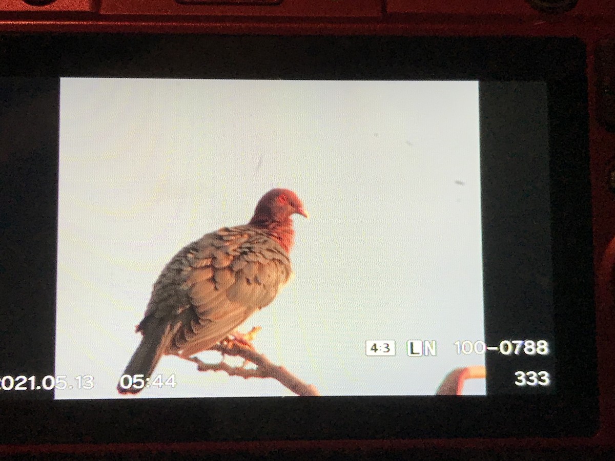 Pigeon à cou rouge - ML346118531