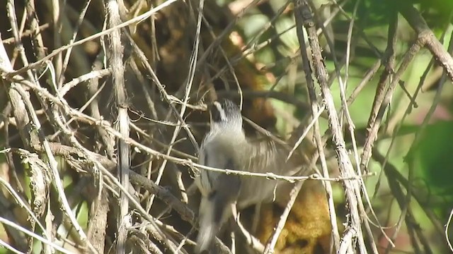 Black-throated Gray Warbler - ML346121091