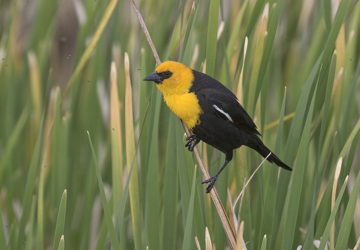 Yellow-headed Blackbird - ML346124281
