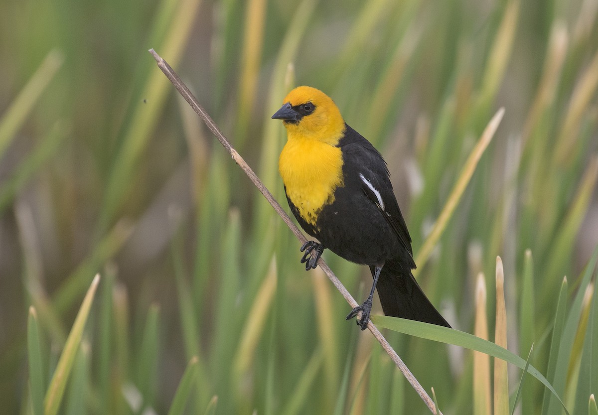 Yellow-headed Blackbird - ML346124291