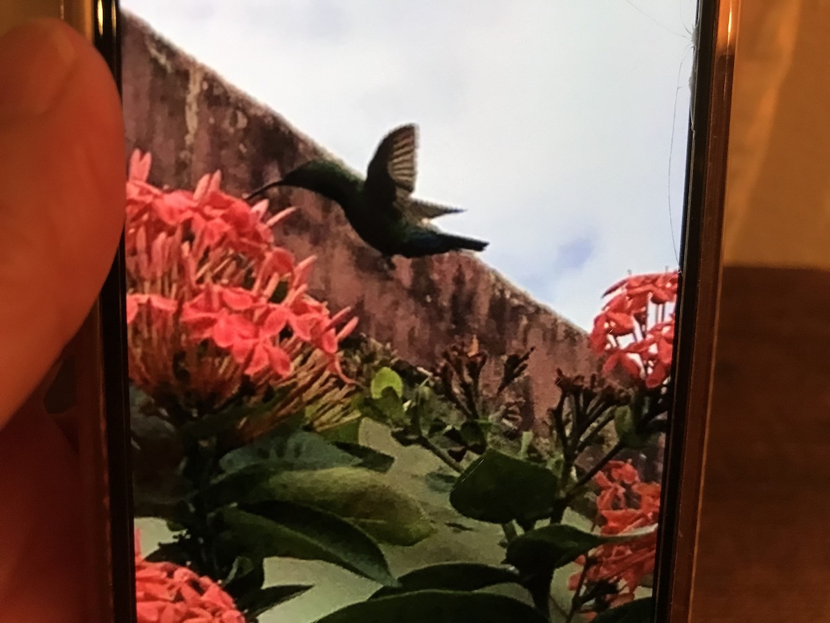kolibřík hedvábný - ML346125171