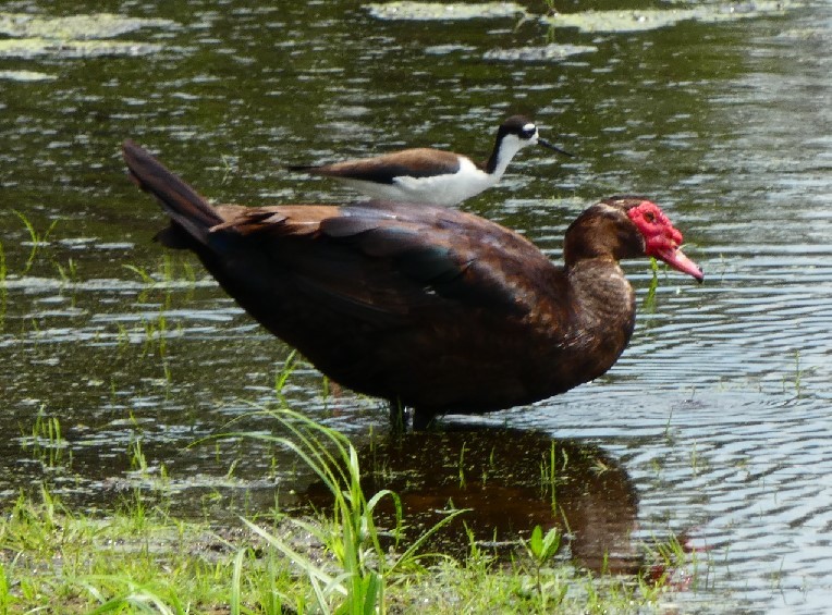 Muscovy Duck (Domestic type) - Bill Pranty