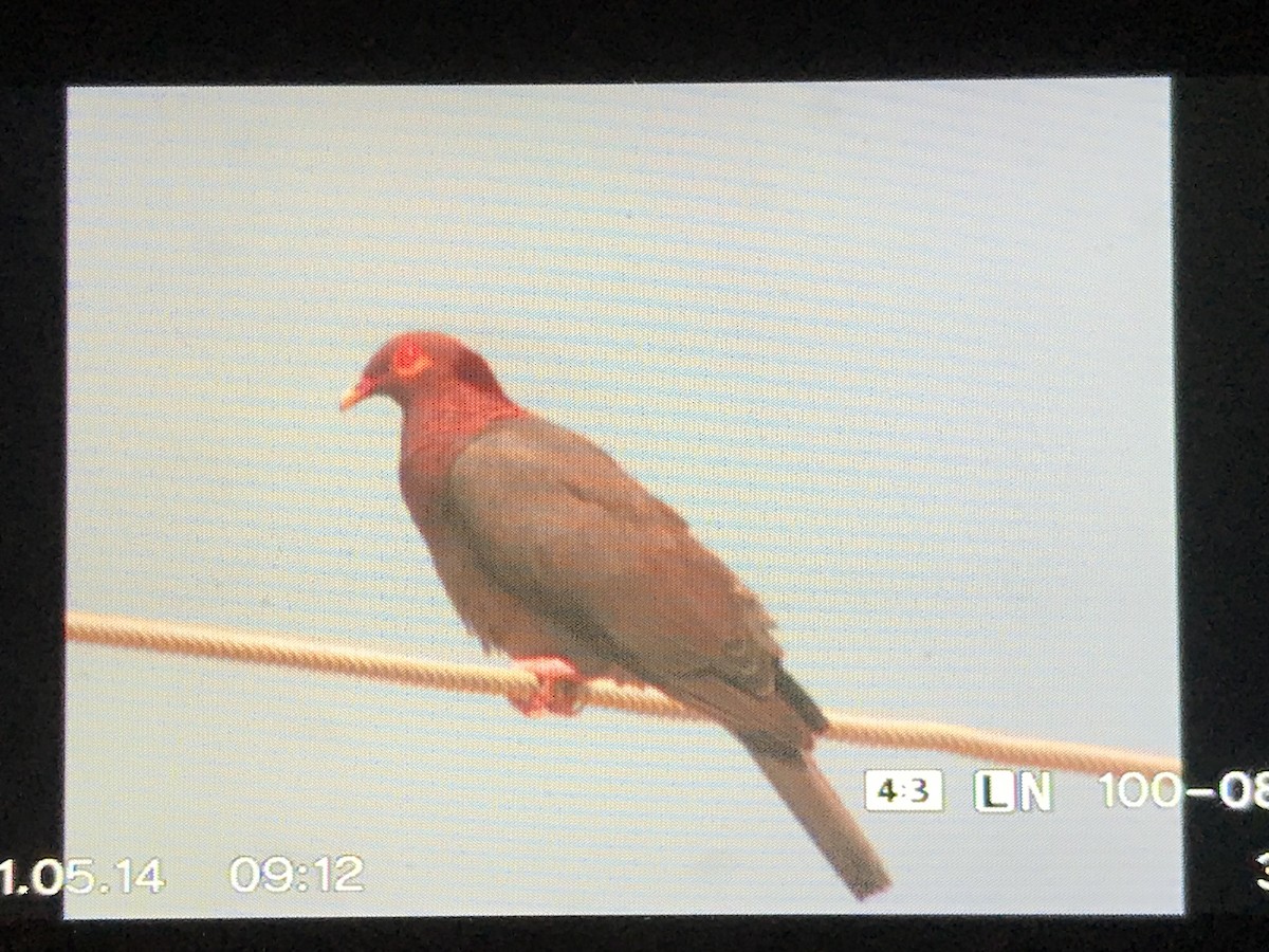 Pigeon à cou rouge - ML346131581