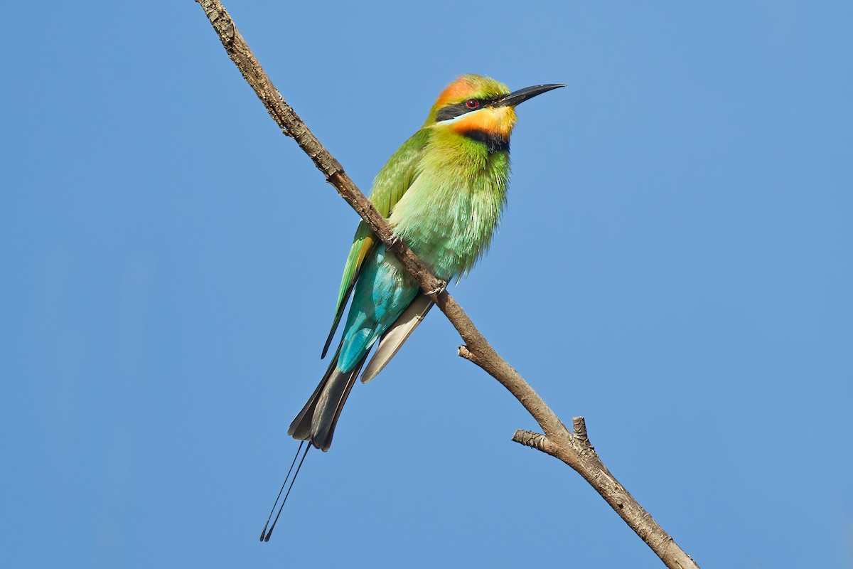 Rainbow Bee-eater - ML346134431