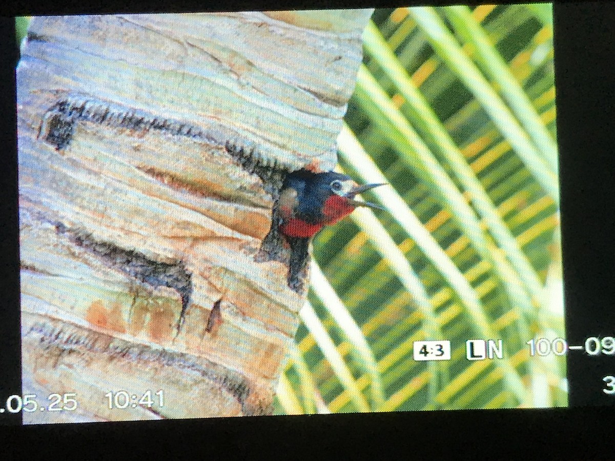 Puerto Rican Woodpecker - ML346136241