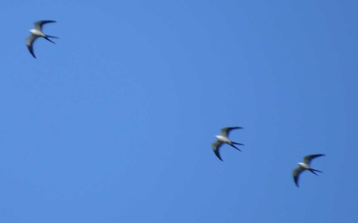 Swallow-tailed Kite - Róger Rodríguez Bravo