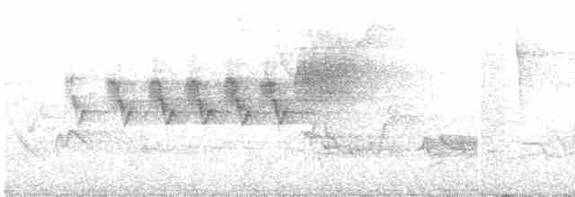 Cerulean Warbler - ML346139931