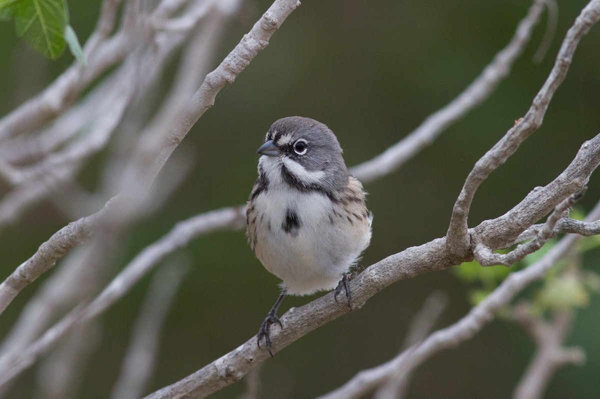 Bell's Sparrow (clementeae) - Justyn Stahl