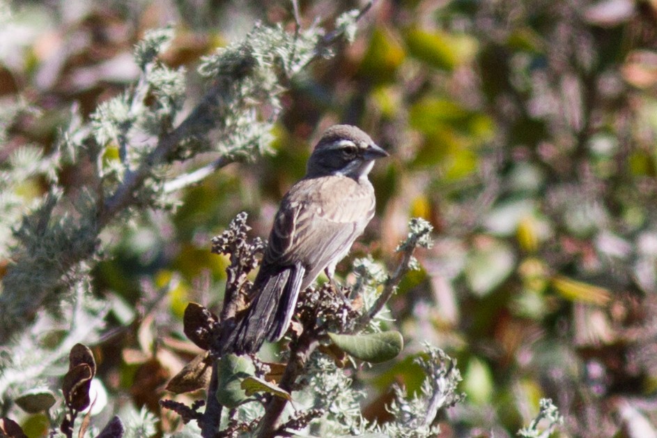 Black-throated Sparrow - Justyn Stahl