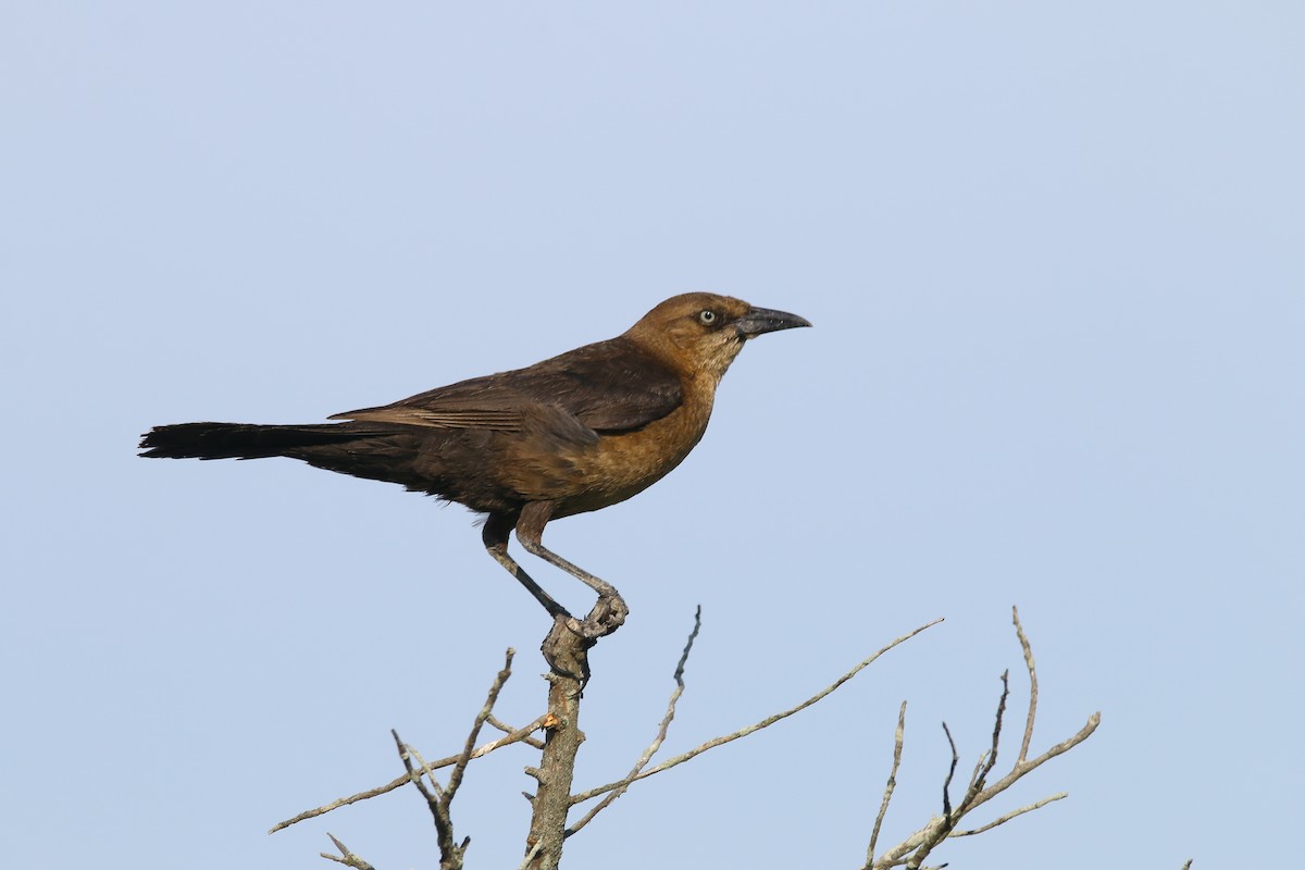Boat-tailed Grackle - Devin Griffiths